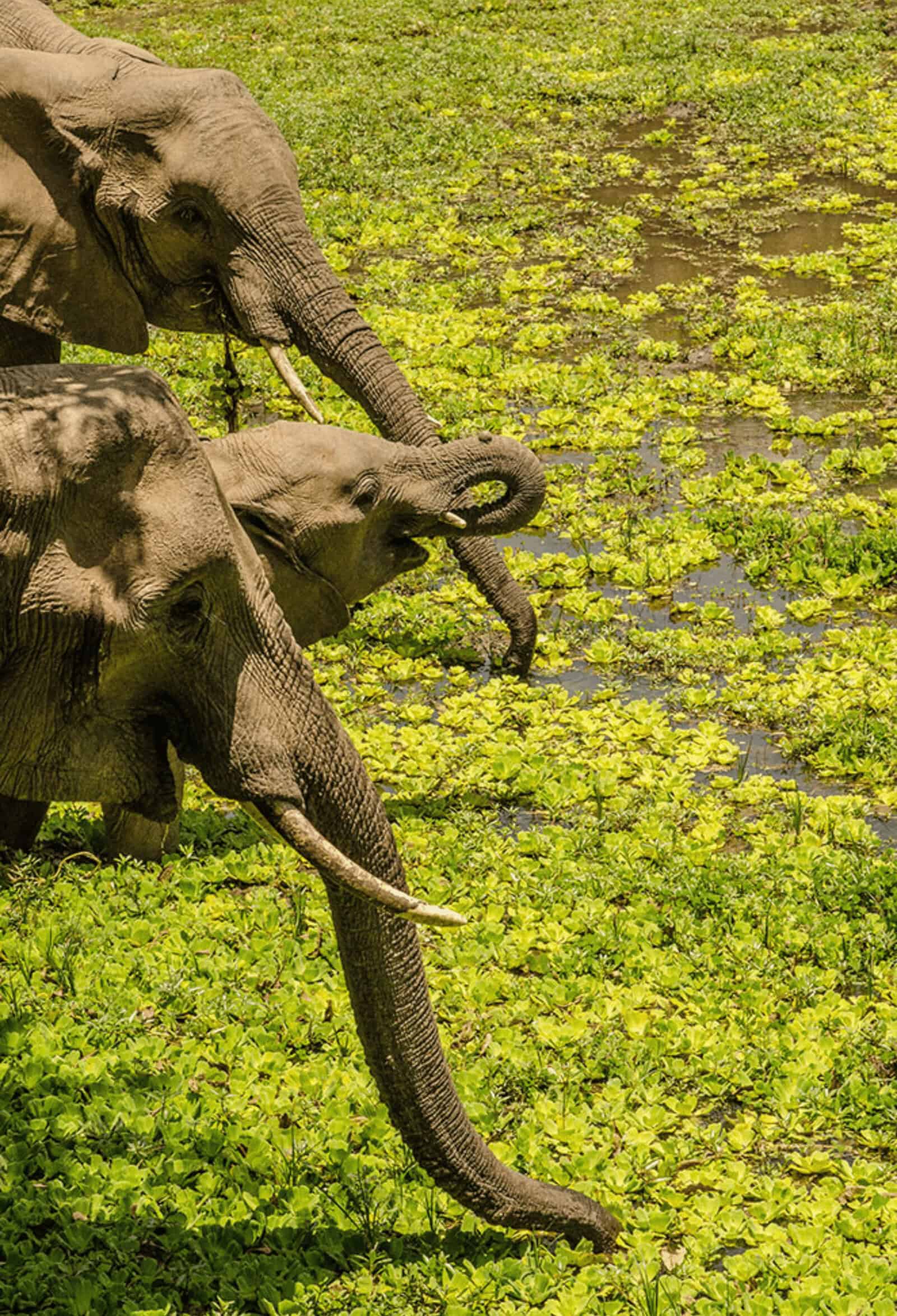 elephants drinking pond